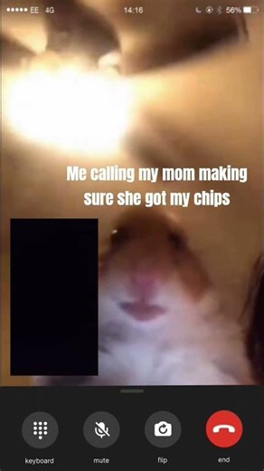 #hamster meme #funny #phone #Snapchat ringtone