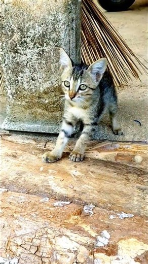 baby cat releases the angry impressions