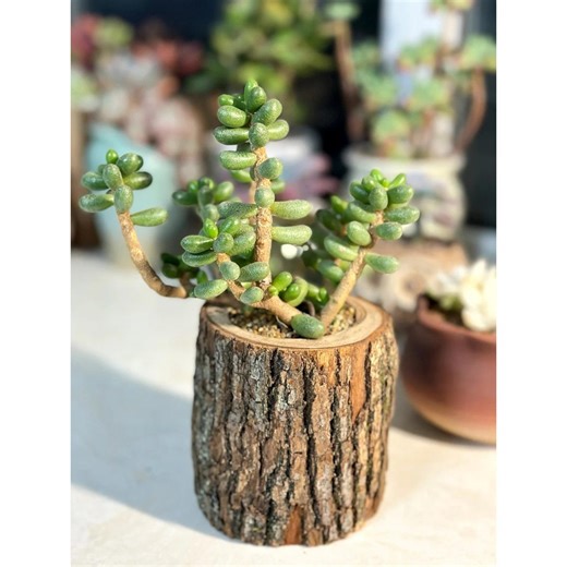 Natural Tree Log Planter – Rustic Wood Succulent Pot With Bark, Drainage Hole - Etsy
