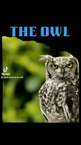2.7K views · 511 reactions | Lessons from the Owl Owls are often regarded as symbols of wisdom, mystery, and intuition in various cultures and belief systems. Here are some of the spiritual aspects and symbolic interpretations associated with owls: Wisdom, Intuition, Clairvoyance, Protection, Secrets, Connections to the Moon, Ancient Knowledge, Astral Travel and more. * * #astraltravel #clairvoyance #transition #themoon #spiritguide #owl | The Healing Path of the Raven & Wolf | Facebook