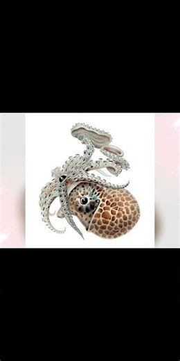 1.16.Mollusk: "Paper Nautilus"