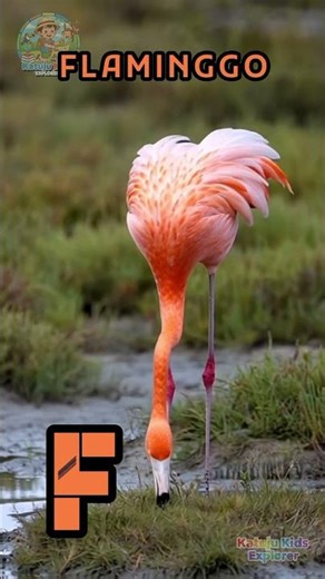FLAMINGO: Graceful Birds of Pink!