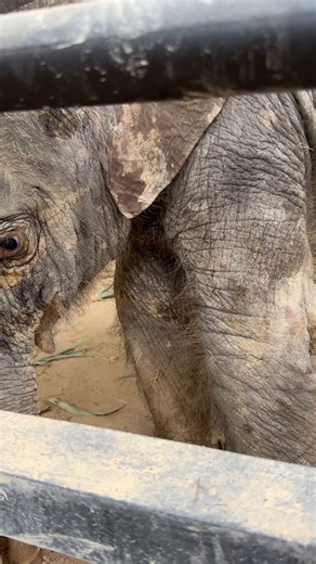 OMG how cute is this 2-week-old newborn baby elephant?!?!?! I'm visiting this great elephant sanctuary in Thailand and the cool thing is the mom of this baby elephant was rescued by Aaron of Planting Peace who helped coordinate my 2 @karmagawa birthday elephant rescues the past 2 weeks!Please retweet this and help me get the word out, DO NOT RIDE ELEPHANTS and do not visit "sanctuaries" that allow riding/bathing with elephants...go check out https://t.co/klwTD8eYwv as they do a great job and are