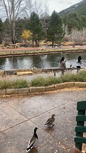 ☕🦆 Coffee, Calm, and Colorado Moments — Ducks by the Pond in Estes Park 💚🌄 Some mornings in Estes Park just feel different — slower, softer, and full of peace. This video was filmed at Coffee on the Rocks, one of those perfect little mountain spots where you can sip something warm and watch the world float by. ✨ Here, the pond sparkles beneath the Rockies, and friendly ducks glide across the water, waiting for visitors to share a few safe snacks (sold right inside the café!). 🦆💦 It’s one of