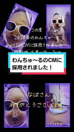 2024春のわんちゅ～るのCMに採用されました～ 長男、次男、三男、四男が。 いなばさん、ありがとうございます。 #いなばわんちゅ～る #多頭飼いトイプードル #トイプードルのいる暮らし