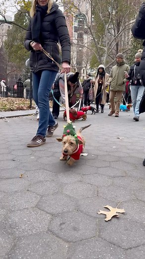 12K views · 13 reactions | A little cuteness for your Sunday!  Today was the annual Doxie Holiday Parade! A Holiday meet up of NYC’s dachshund pups. Hundreds of dogs were in attendance. While not required, many attended in fun holiday sweaters. ❤️ Happy Holidays! @dachshundsofnyc @madisonsquaredoxies @nycdoxies @madsqparknyc #dachshund #doxie #dachshundsofnewyork #nyc #newyorkcity | Little Kid Big City - New York | Facebook