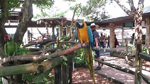 Large Parrots at Florida Zoo