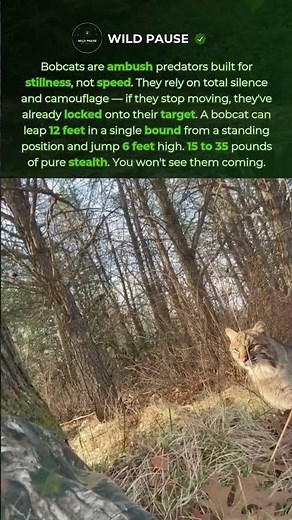 15 Pounds of Pure Stealth — The Bobcat 🐱 #shorts