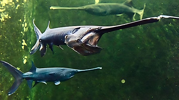 13 Creatures Lurking Beneath the Mississippi River