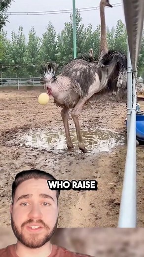 4.8M views · 22K reactions | Catching Ostrich Eggs Are Very Important! | Davidjustinn | Facebook