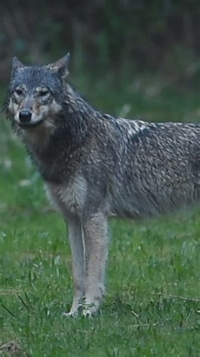 309 reactions · 13 comments | Vancouver Island Wolf howling in front of me during a very wet morning on the west coast Due to the very low light conditions I had to use my Nikon D4s for very high ISO images which the camera is capable of however the video quality isn’t the greatest. #wolvesofinstagram #wolf #vancouverisland #vancouverislandnorth #sharecangeo | A Bucci Photography | Facebook
