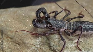 Closeup footage of a giant vinegaroon (Mastigoproctus giganteus) walking on a rock