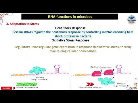 Adaptation to Stress, RNA functions in microbes #trending #rna #genetics #microbiology