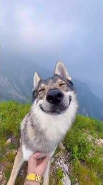 Are you familiar with the Czechoslovakian Wolfdog? #animals