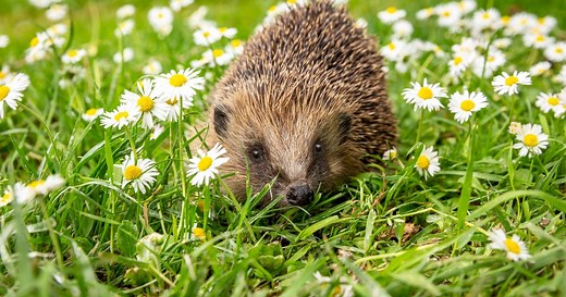 Voici comment attirer un hérisson dans votre jardin pour protéger vos légumes et vos fleurs