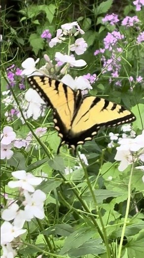 Eastern Swallowtail Butterfly drinking nectar from phlox flowers.