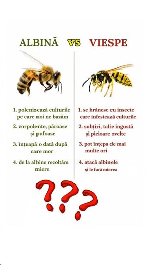 ALBINA vs VIESPE 🐝🆚🐝