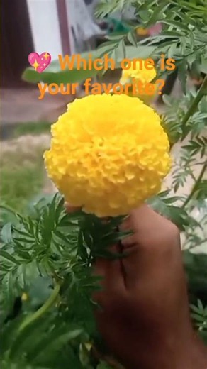 🌼 Giant Marigolds from My Garden! 🧡✨