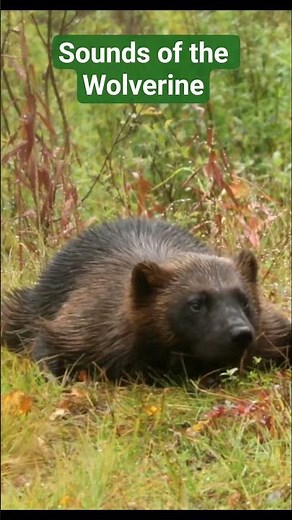 Hear the fierce and wild sound of the Wolverine!
