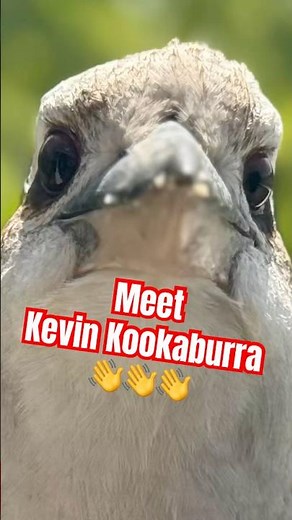 KOOKABURRA Eats and Runs for Laughs! 🤣 #funny #birds #kookaburra #cute