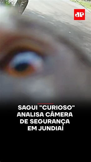 Jovem Pan NEWS on Instagram: "Um sagui foi flagrado em um momento inusitado ao "analisar" detalhadamente uma câmera de monitoramento em uma residência no bairro Sítio São José, em Jundiaí (SP). O flagrante ocorreu na tarde de sábado (3) e mostra o pequeno primata observando a lente por quase dois minutos. Demonstrando muita curiosidade, o animal chegava a sair do enquadramento, mas retornava logo em seguida para continuar sua inspeção no equipamento. O dono da casa, Élcio Calciolari, ficou surpr