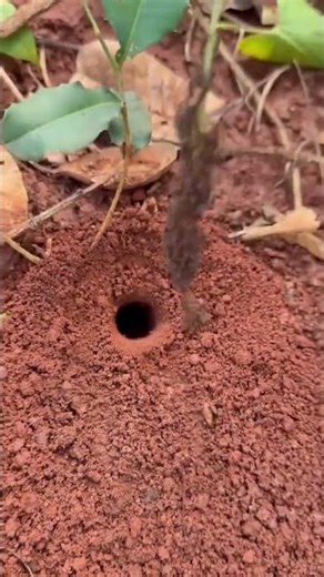 How to Find Crickets: Easy Cricket Hunting Guide