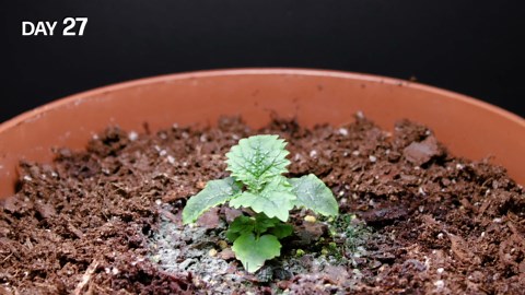 Growing lemon balm time lapse - seed to flower