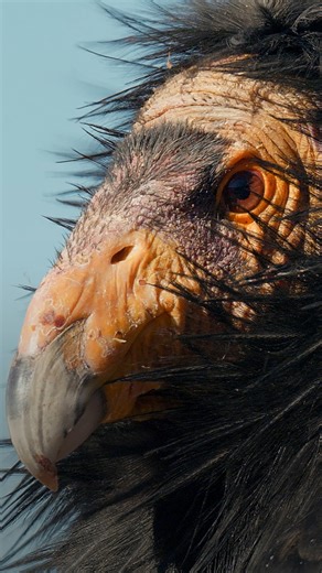 National Geographic Animals on Instagram: "We love seeing more condors in the sky! Since the U.S. Fish and Wildlife Service began reintroducing California condors to the wild in 1992, the total free-flying population in Grand Canyon National Park has grown to more than 100."