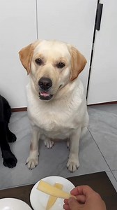 #funnydog #Dog #funnyquotes #funnypets #holidayfun #japan #reels #reelsviral | FUNNY DOGS