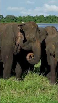 A Cobra Com Veneno Mais Potente Do Mundo Consegue Matar Um Elefante?