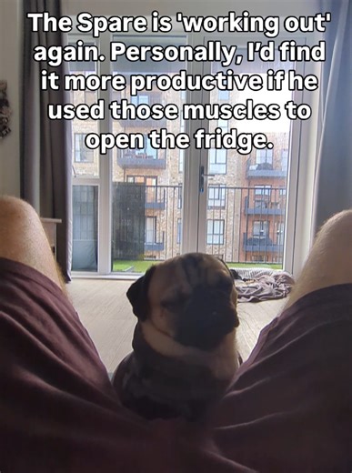 not impressed #pug #mops #workingout #mrchunkythepug