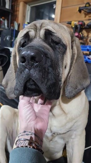 English Mastiff Puppy 5 1/2 mths #englishmastiff #gentlegiant #dog #puppy #dogbreed #puppylove #cute