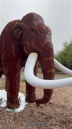 Free Return Visit – Summer 2025! 🦤