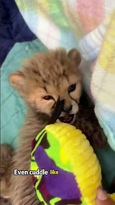 A Wild Pet? Cheetahs Act Like Dogs#fyp #usa #animals #wildlife #knowledge