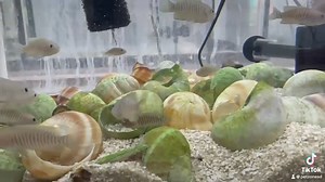 Discover the fascinating world of Multis Shell Dwelling Cichlids! 🐚🐟 These tiny, intriguing fish are known for their unique behavior of living and breeding in empty snail shells. Perfect for small aquariums, they create dynamic and lively communities. Bring home the charm of Multis Shell Dwellers from PetZone and watch them transform your tank! | Pet Zone Tropical Fish, San Diego, California