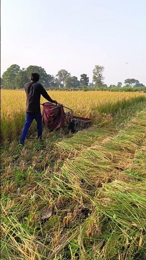 Dhan katne ki machine 🌾 #riparmachine #kamco #kisan #farming #agriculture #tacnology