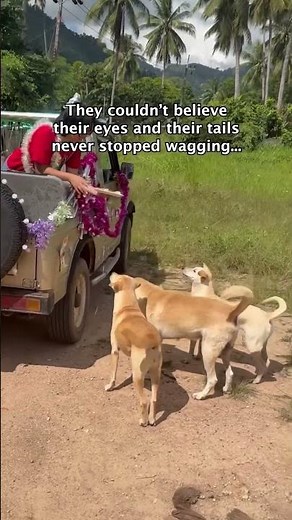 Christmas dinner for 100 street dogs 🥰🐾