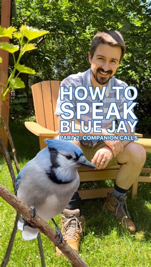 52K views · 2.2K reactions | How to Speak Blue Jay Part 2 (Companion...