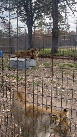 187 reactions · 9 comments | Listen to that roar  Raffiel decided to join in on a small carol today, and with how deep his roar is at times you can feel it in your chest! A lion’s roar may not be loud but it sure is deep, on the open expanse of a savannah it can sometimes be heard up to five miles away! | National Tiger Sanctuary | Facebook