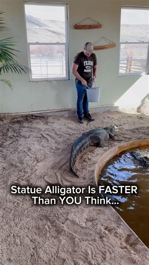 Statue Alligator Is FASTER Than YOU Think…#shorts #alligator