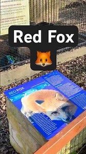Red Fox Spotted 🦊 | December Wildlife Encounter Texas Trailhead #Nature #Hiking #Trails #Texas