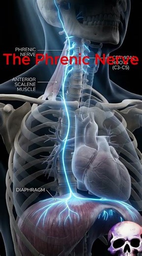 If This Nerve Stops… You Stop Breathing