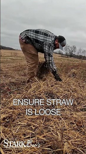Mulching Strawberry Plants