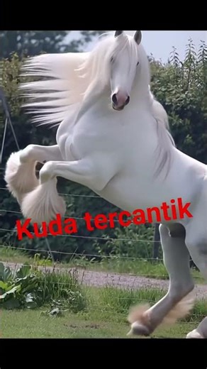 beautiful horse #horse #umroh #hajj #travelling