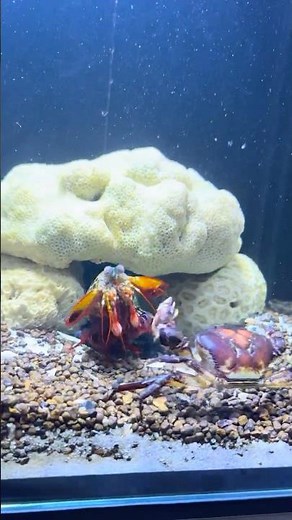 The Strongest Punch in the Sea! Mantis vs Crab 💥