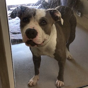 RESCUED PER INSTAGRAM ‼️LAST CALL! Status RED per shelter’s official webpage. Lulu can be EUTHANIZED any time without further notice! If you can save her life, contact the shelter immediately! ⭐️ Meet Lulu. Lulu just can’t catch a break. During our visit she wiggled with so much excitement. Although this video doesn’t have sound, Lulu was whining to us the entire time. She really really wants a family of her own but is severely overlooked & starting to become kennel stressed. Lulu is status RED 