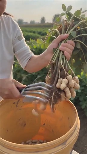 Harvesting Peanuts: Stripping Pods with a Hand Rake Tool 🥜🌾 #shorts