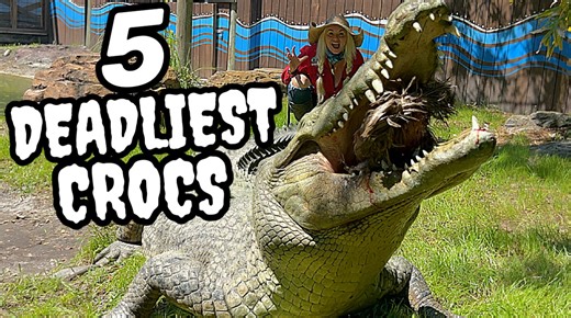 95K views · 1K reactions | Top 5 Most Deadly Crocodiles at Gatorland:...