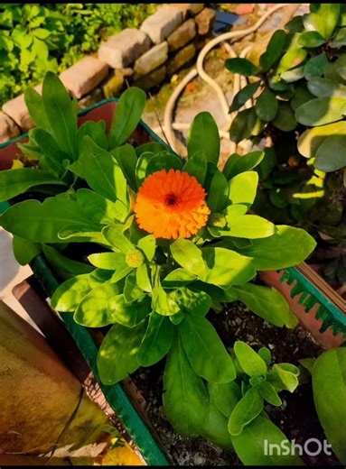 🌼🏵️🌸💮☘️