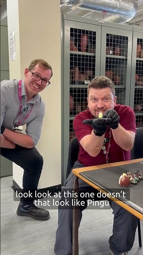 Birds at the Museum Collection Centre